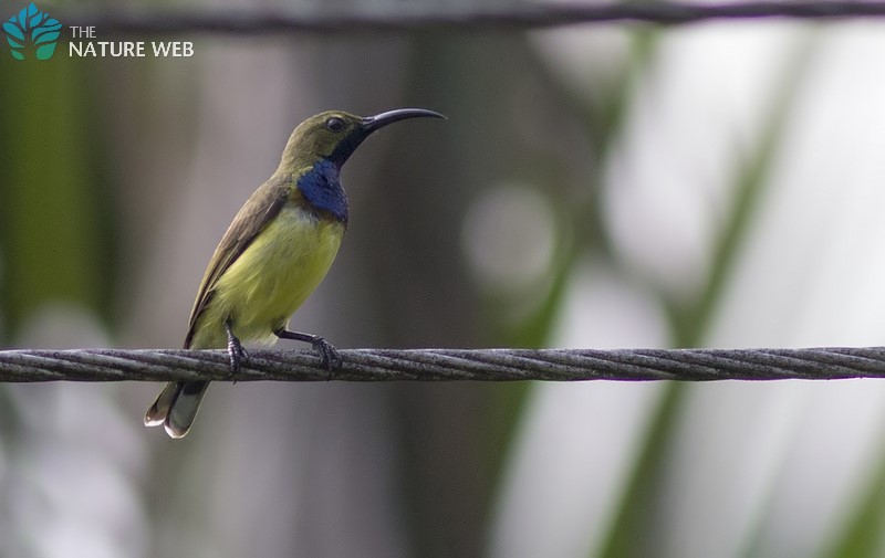 Olive-backed Sunbird